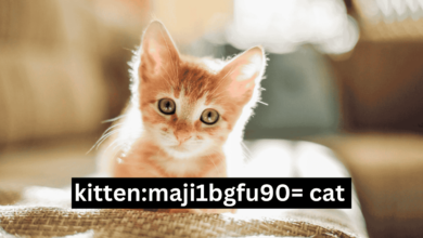 kitten:maji1bgfu90= cat